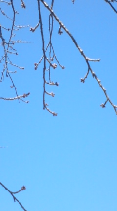 FSW東ｹﾞｰﾄ桜