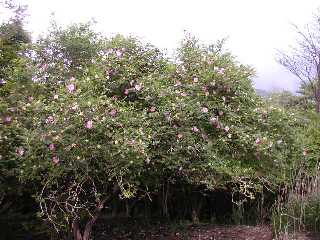yubune4 サンショウバラの群生地