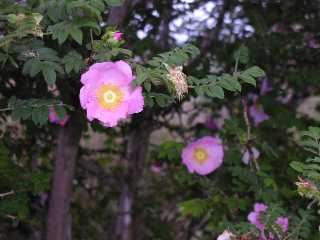 yubune5 サンショウバラ