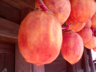 091203kaki-1 091203kaki-1