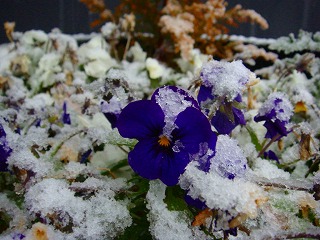 1001201yuki-2 1001201yuki-2