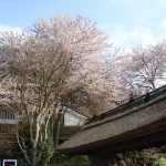 20100408-21 20100408-21