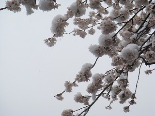 20100416-1 20100416-1