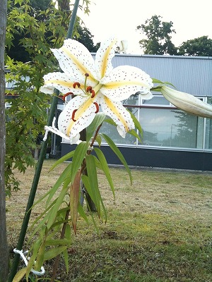 20100729_2 20100729_2