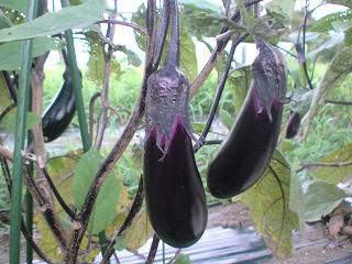 20100804185008 20100804185008