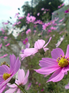 20101016094329 20101016094329