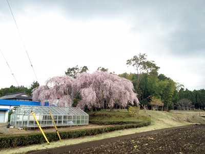 西ゲート～東ゲート