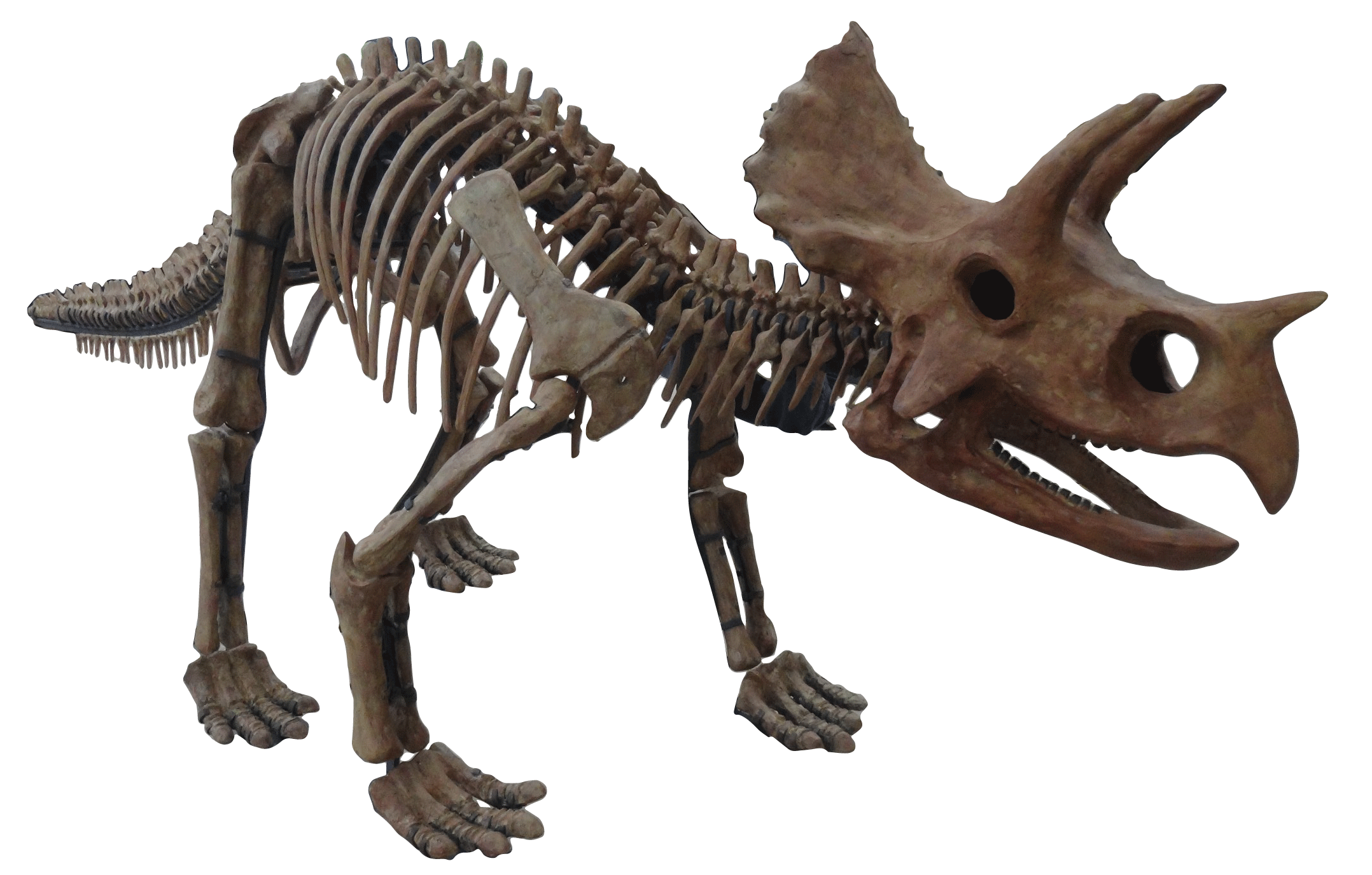 トリケラトプス（骨格標本）